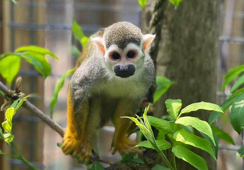 Squirrel Monkey at GarLyn Zoo